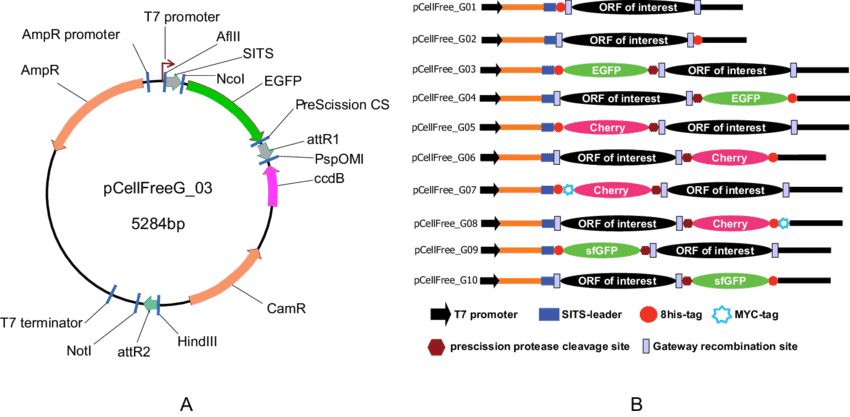 Overview Of The Pcellfree Gateway Vectors 850x417 Overview Of The Pcellfree Gateway Vectors