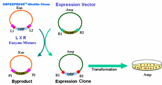 Recombination Cloning Technology, Vectors Genecopoeia 317x166 Recombination Cloning Technology, Vectors Genecopoeia