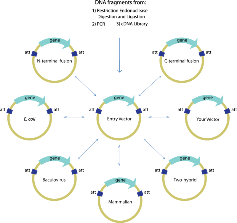 Teamuc Berkeleygatewayoverview 800x752 Teamuc Berkeleygatewayoverview