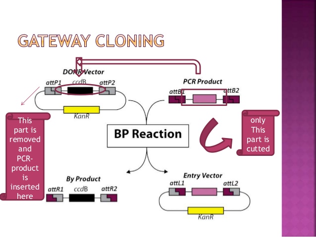 Gateway Cloning 638x479 Gateway Cloning