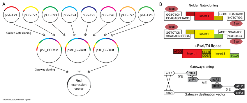 Addgene Golden Gateway Cloning Kit 848x355 Addgene Golden Gateway Cloning Kit
