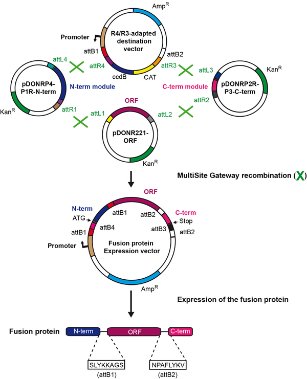 Addgene Multisite Gateway Kit 600x741 Addgene Multisite Gateway Kit