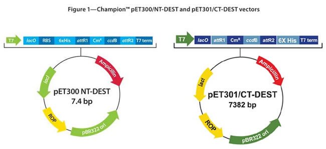 Champion Dest And Dest Gateway Vector Kit 650x298 Champion Dest And Dest Gateway Vector Kit