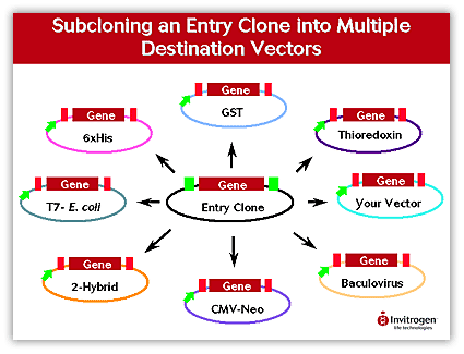 Cloning Methods 425x325 Cloning Methods