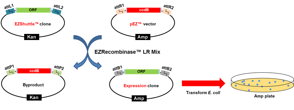 Ezshuttle Recombination Cloning System Genecopoeia 960x360 Ezshuttle Recombination Cloning System Genecopoeia