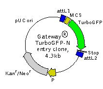 Evrogen Turbogfp N 213x185 Evrogen Turbogfp N