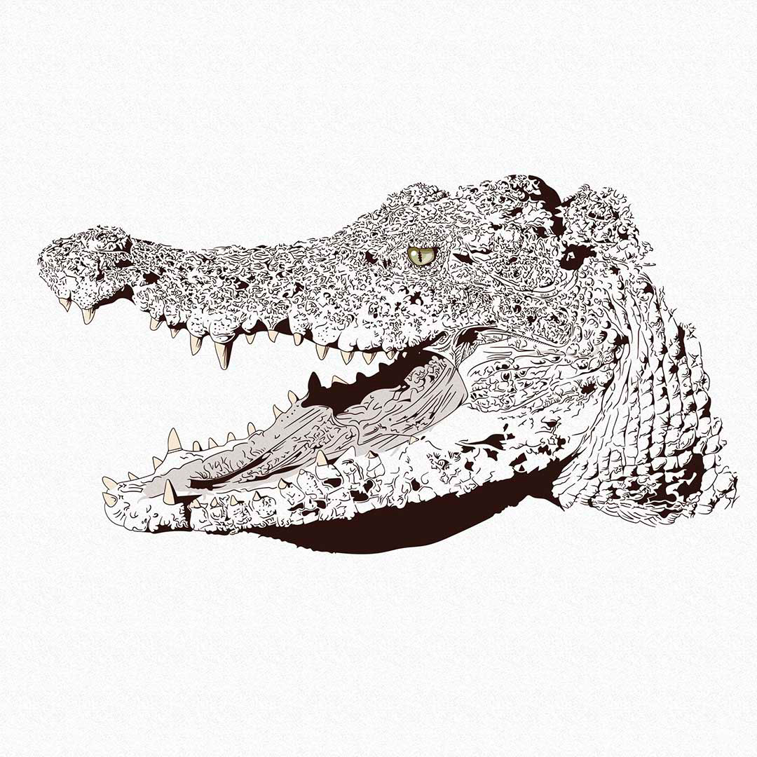 Ali Gator Vector Illustration On Behance 1080x1080 Ali Gator Vector Illustration On Behance