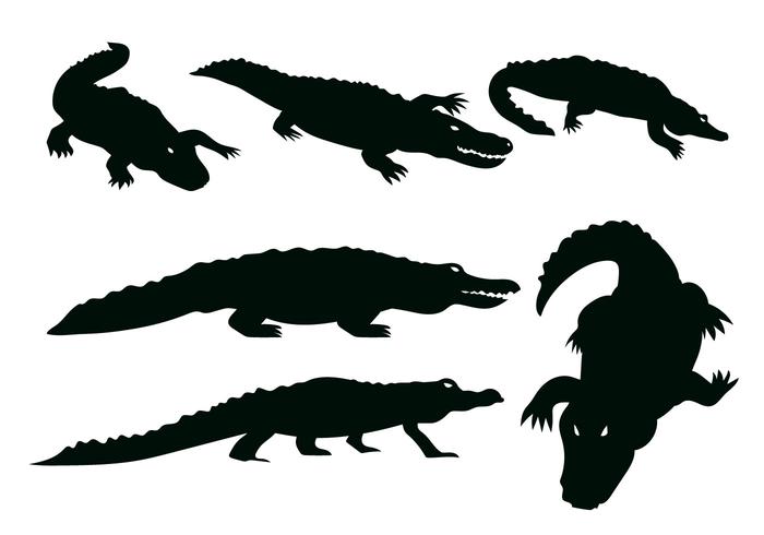 Gator Vector 700x490 Gator Vector
