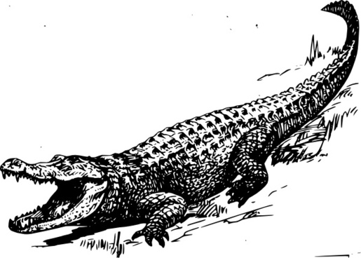 Gator Vector Free Vector Download 515x368 Gator Vector Free Vector Download