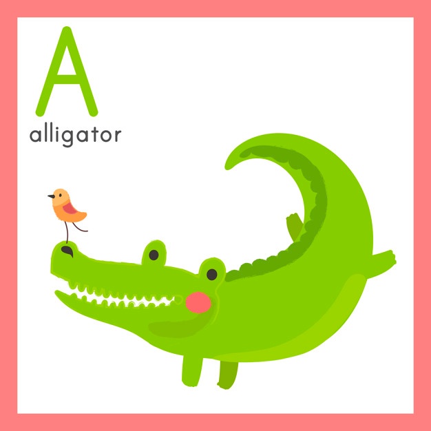Alligator Vectors, Photos And Free Download 626x626 Alligator Vectors, Photos And Free Download