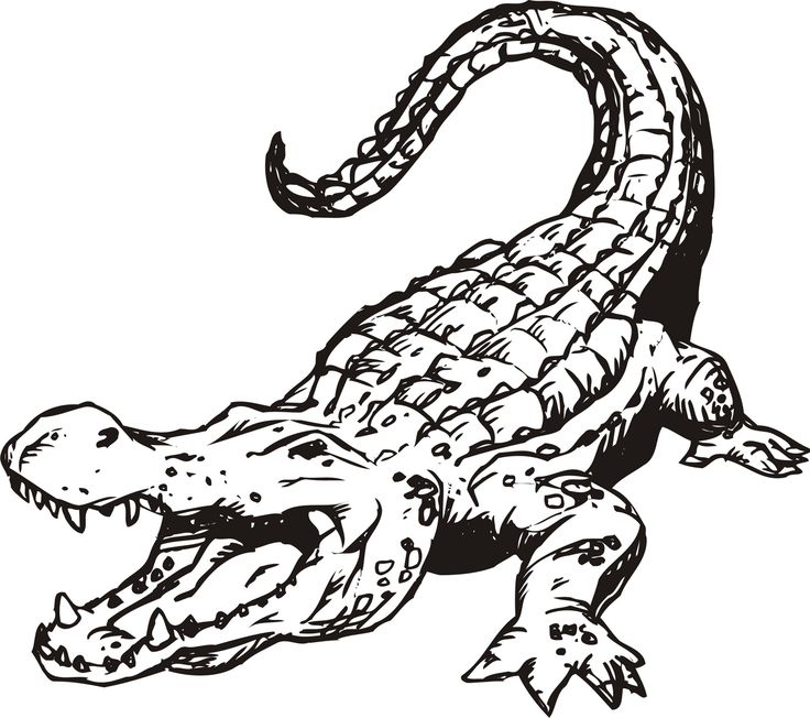 Alligator Clipart Vector Illustration Gator Attack For Free 736x652 Alligator Clipart Vector Illustration Gator Attack For Free