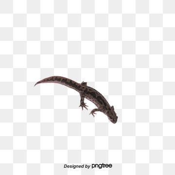 360x360 Gecko Png, Vector, And Clipart With Transparent Background