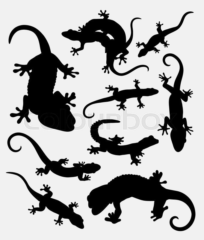 681x800 Lizard, Gecko, Reptile Animal Stock Vector Colourbox