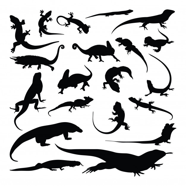 Gecko Silhouette Vector at Vectorified.com | Collection of Gecko ...