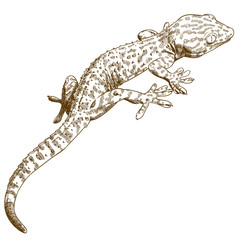 240x240 Gecko Vector Photos, Royalty Free Images, Graphics, Vectors