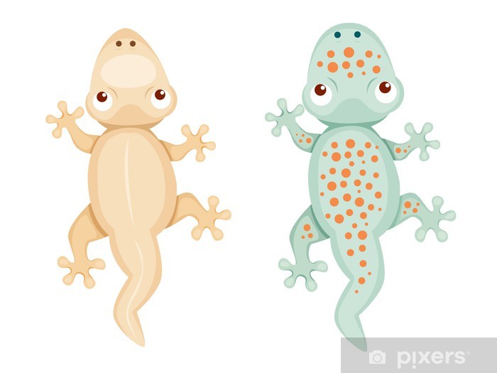 700x525 Gecko Vector Wall Mural