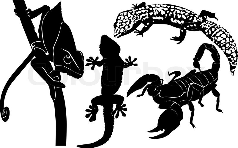 800x498 Scorpion Gecko Chameleon Stock Vector Colourbox