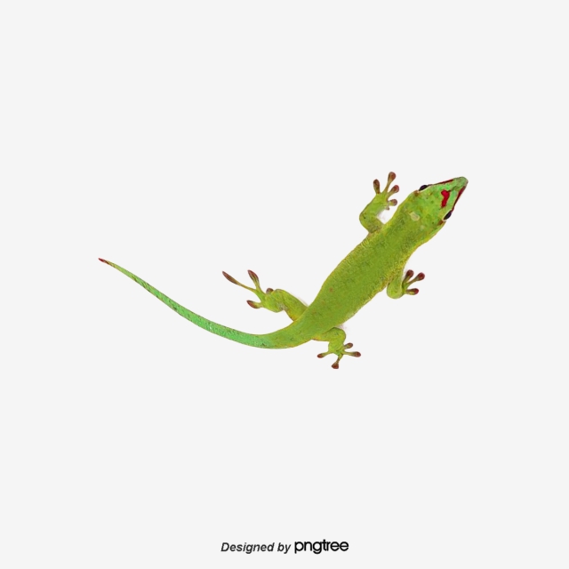 640x640 Vector Green Gecko, Animal, Green, Hand Painted Png And Vector