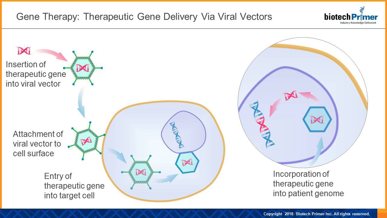 Via deliver. Gene Therapy. Генная терапия in situ. Фетальная генотерапия. Viruses used in Gene Therapy.