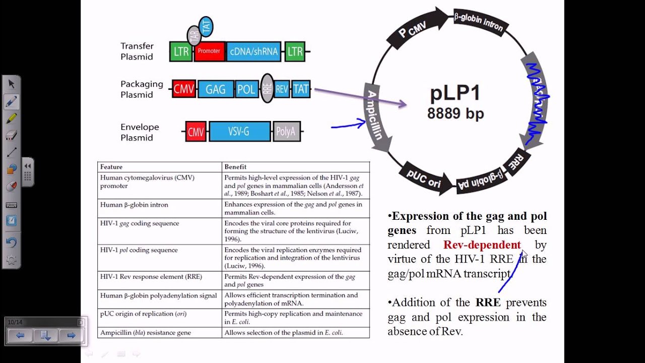 Gene Therapy Using Retrovirus Vector 1280x720 Gene Therapy Using Retrovirus Vector