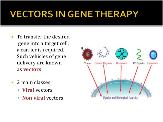 638x479 Gene Therapy