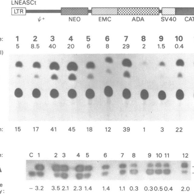 640x640 Neo Ada Cat Triple Gene Vector Shown On The Top Of The Figure Is