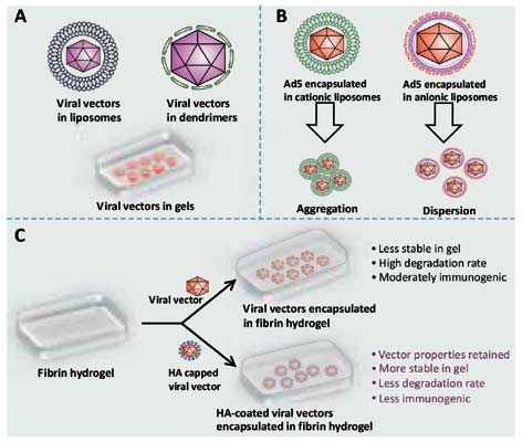 472x400 Nanoparticle Coated Viral Vectors For Gene Therapy Bentham Science