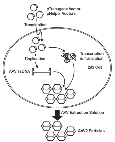 400x492 Upstream Manufacturing Of Gene Therapy Viral Vectors