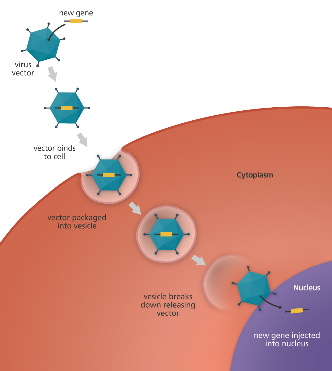 1075x1200 What Is Gene Therapy Facts