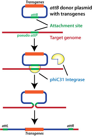 320x470 Integrase Vector System One Step Gene Addition Technology