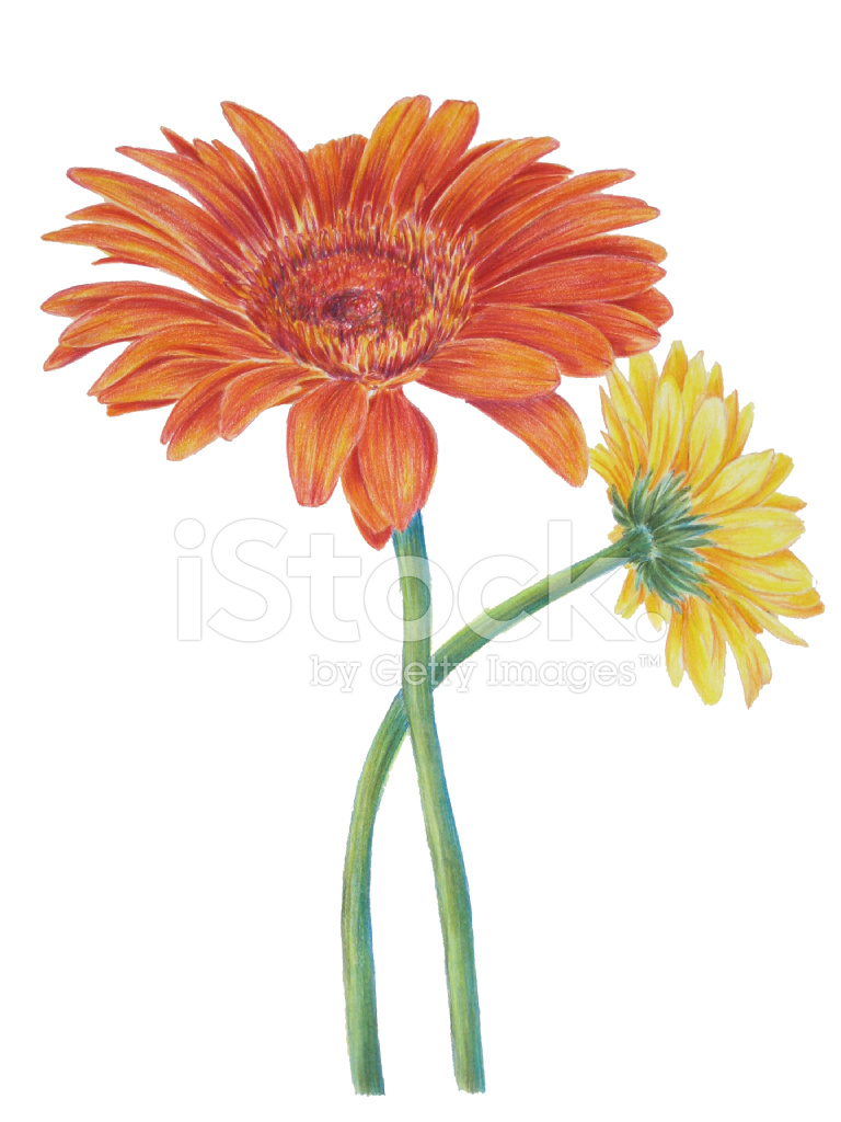 Gerber Daisy Stock Vector 768x1024 Gerber Daisy Stock Vector