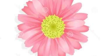 Gerber Daisy Vector Archives 367x195 Gerber Daisy Vector Archives