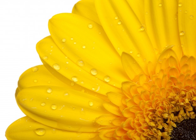 Gerber Daisy Vectors, Photos And Free Download 626x448 Gerber Daisy Vectors, Photos And Free Download