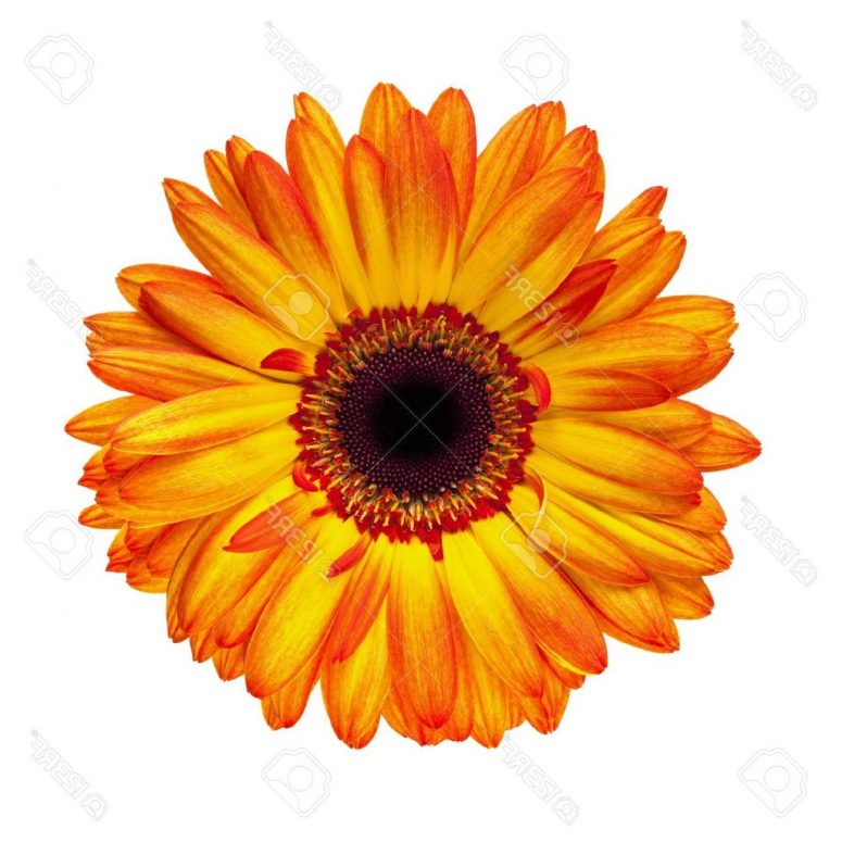 Gerbera Daisy Clipart Desktop Backgrounds 775x775 Gerbera Daisy Clipart Desktop Backgrounds