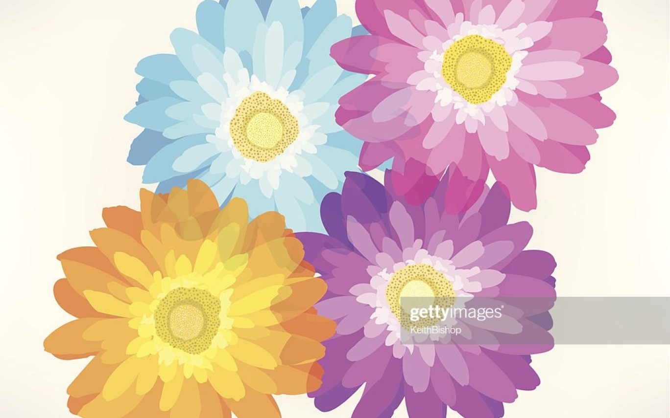 Gerbera Daisy Vector Art And Graphics Getty Images Gardening 1368x855 Gerbera Daisy Vector Art And Graphics Getty Images Gardening