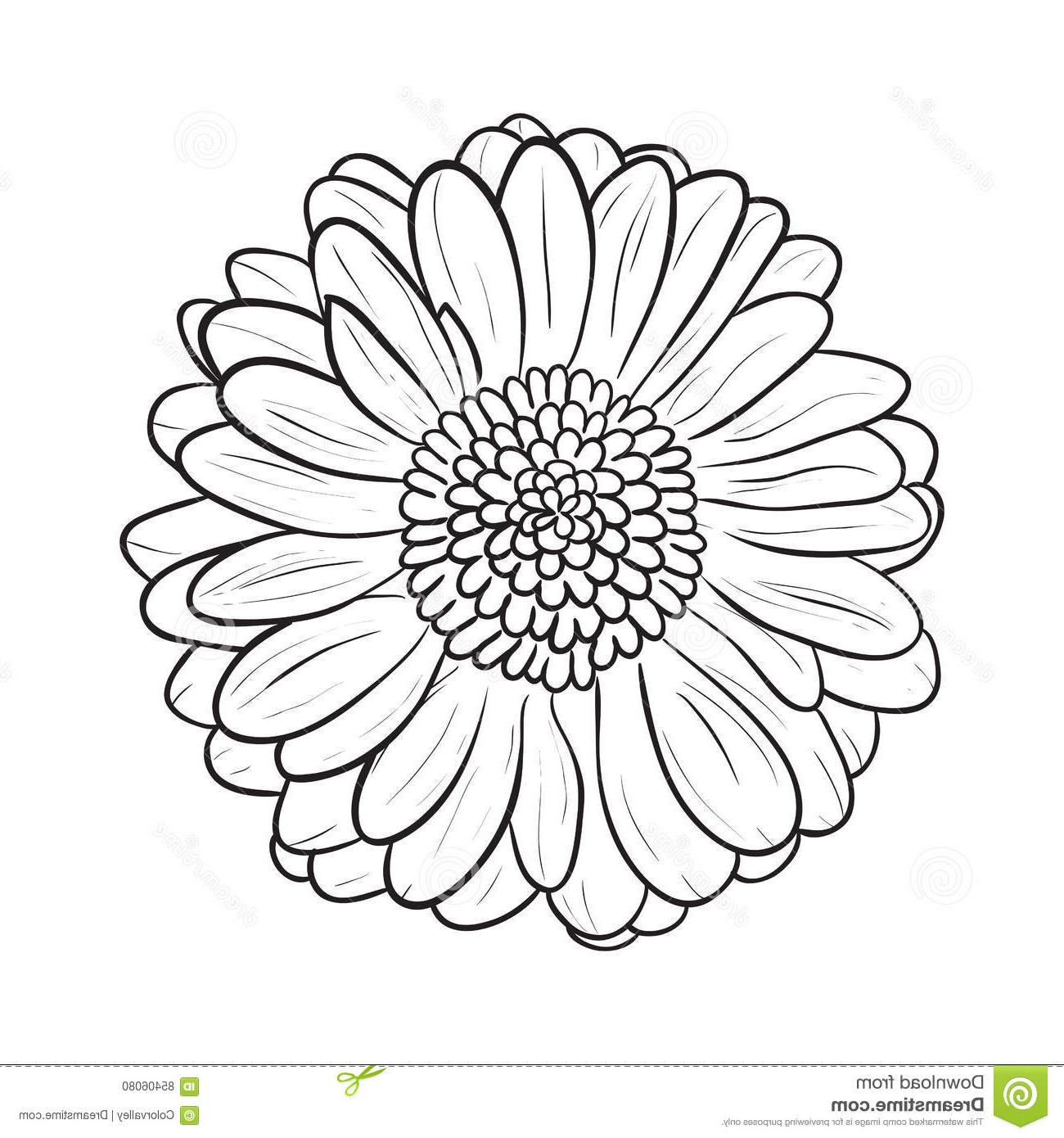 Best Free Gerber Daisy Tattoos Vector Pictures Vector Images Design 1300x1390 Best Free Gerber Daisy Tattoos Vector Pictures Vector Images Design