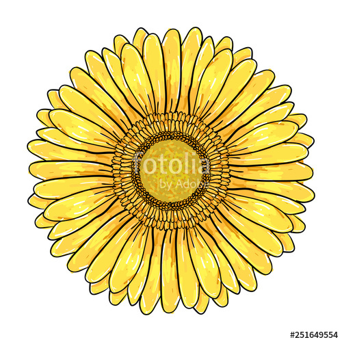 Gerbera Daisy Flower, Colorful Yellow Head Isolated On White 500x500 Gerbera Daisy Flower, Colorful Yellow Head Isolated On White