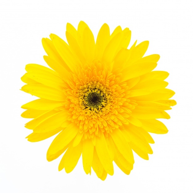 Gerbera Vectors, Photos And Free Download 626x626 Gerbera Vectors, Photos And Free Download