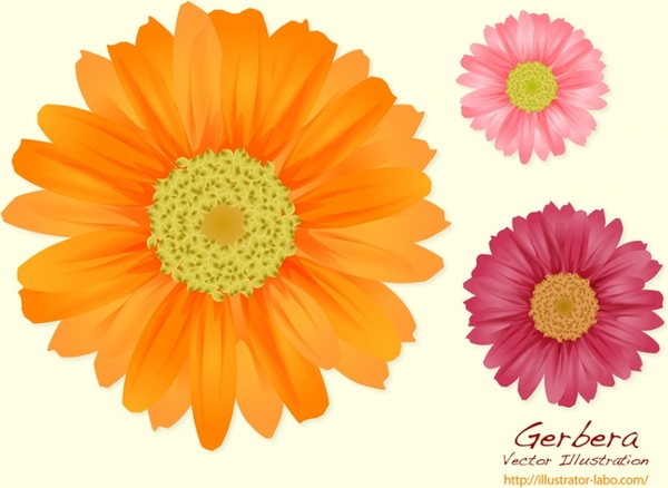 Gerbera Free Vector Download 600x438 Gerbera Free Vector Download