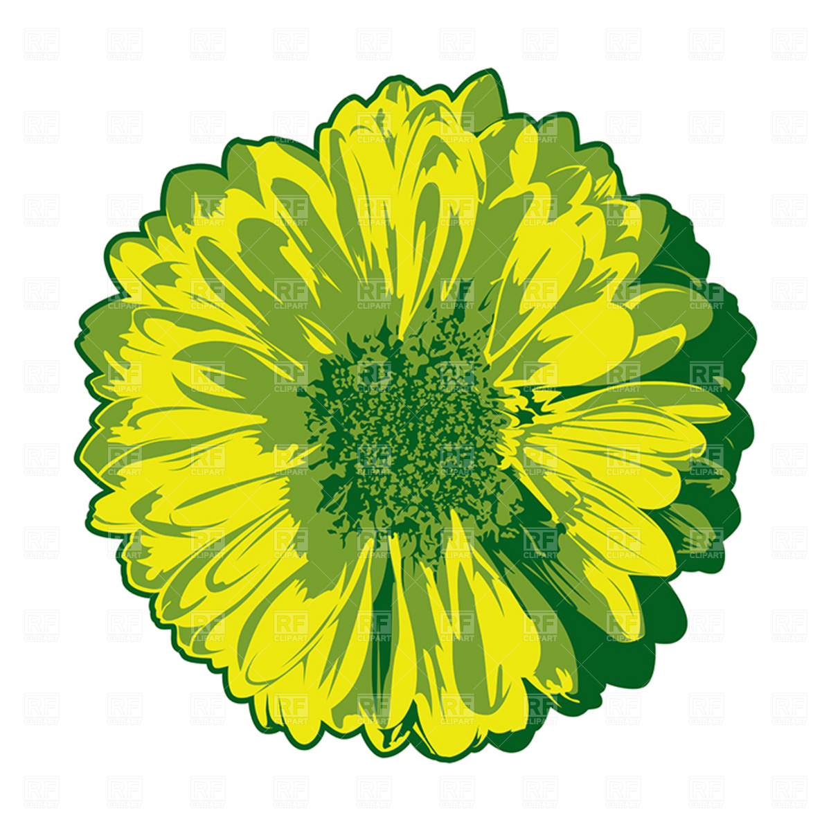 Gerbera Isolated On White Vector Image Of Design Elements 1200x1200 Gerbera Isolated On White Vector Image Of Design Elements