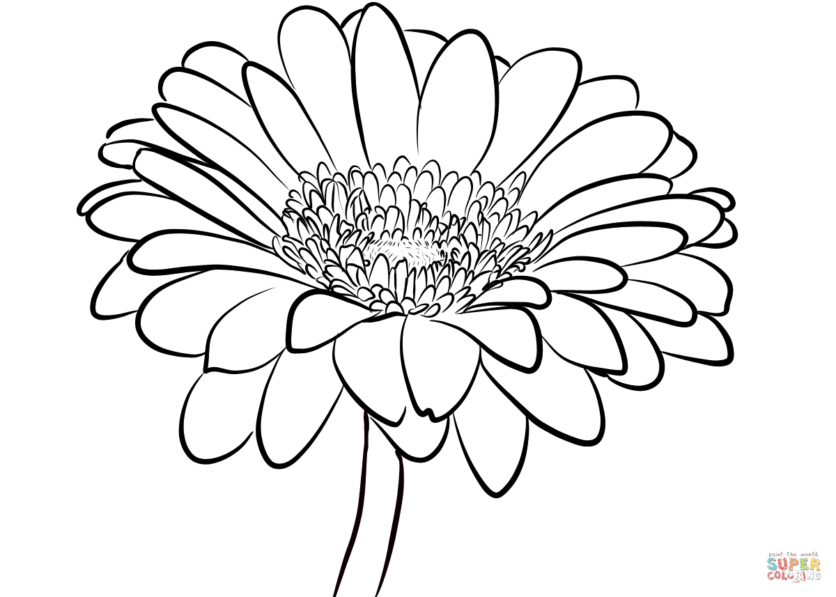Huge Collection Of 'gerbera Daisy Drawing' Download More Than 1200x857 Huge Collection Of 'gerbera Daisy Drawing' Download More Than