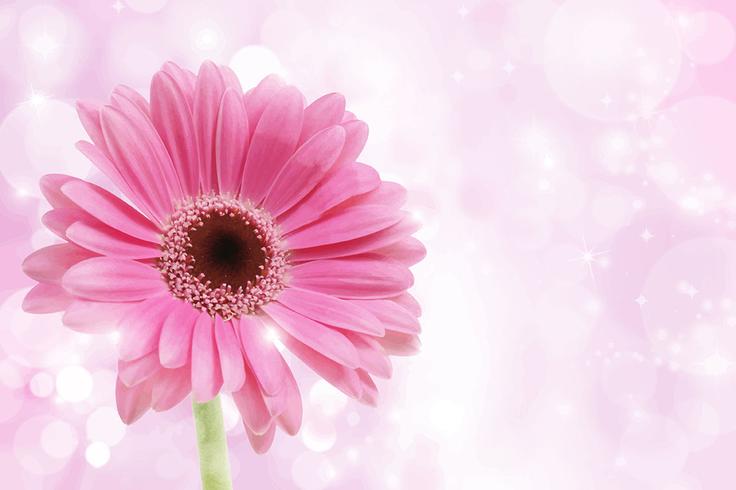 Pink Gerbera Daisy 736x490 Pink Gerbera Daisy