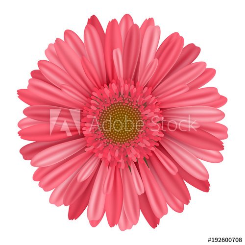 Separate Gerbera Daisy Flower From Top Realistic Vector 500x500 Separate Gerbera Daisy Flower From Top Realistic Vector