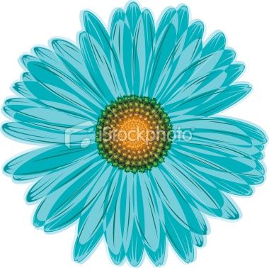 Teal Blue Gerbera Daisy On White Background Flowers Illustrated 380x378 Teal Blue Gerbera Daisy On White Background Flowers Illustrated