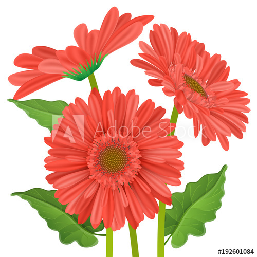 Three Gerbera Daisy Flower With Red Petals In Different Position 500x500 Three Gerbera Daisy Flower With Red Petals In Different Position
