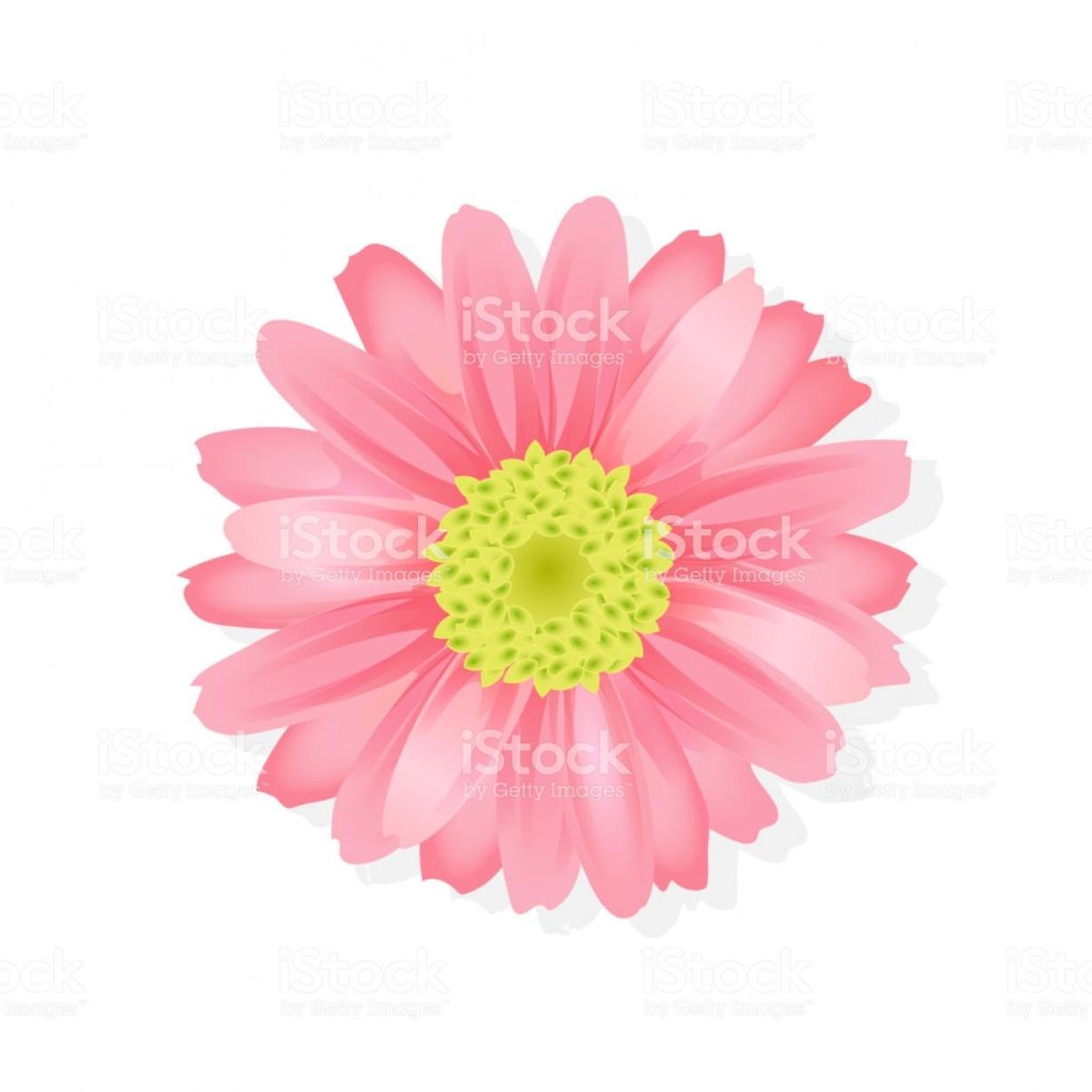 Unique Aqua Gerbera Daisies Vector Pictures Vector Images Design 1228x1228 Unique Aqua Gerbera Daisies Vector Pictures Vector Images Design