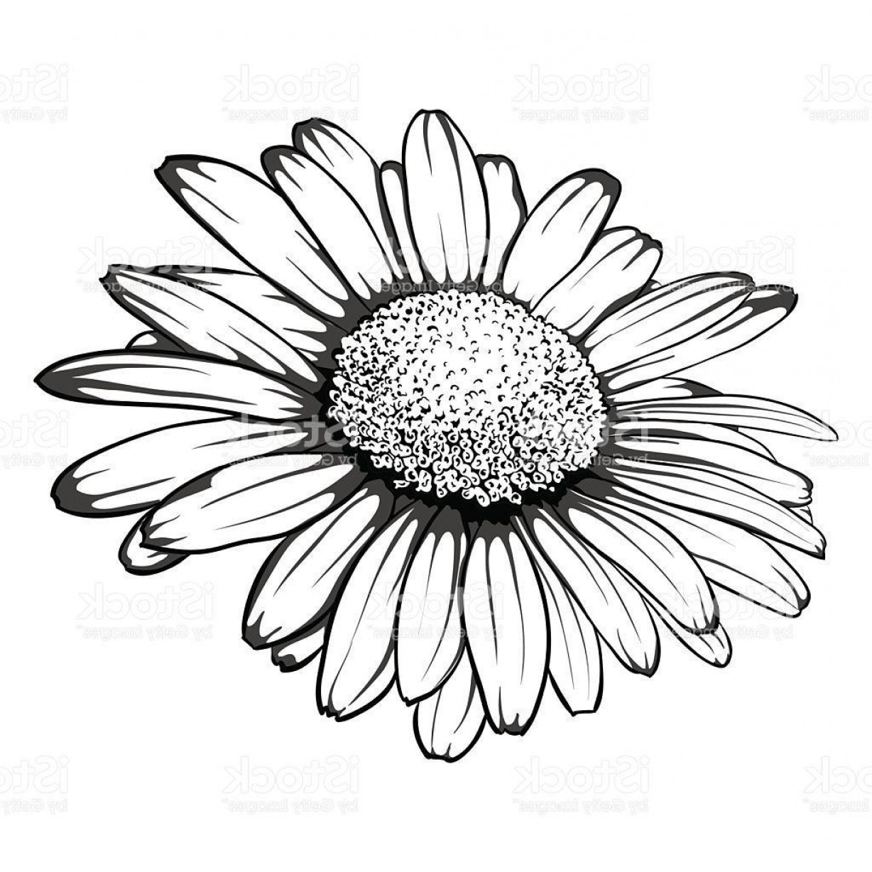 Gerber Daisy Vector at Vectorified.com | Collection of Gerber Daisy ...