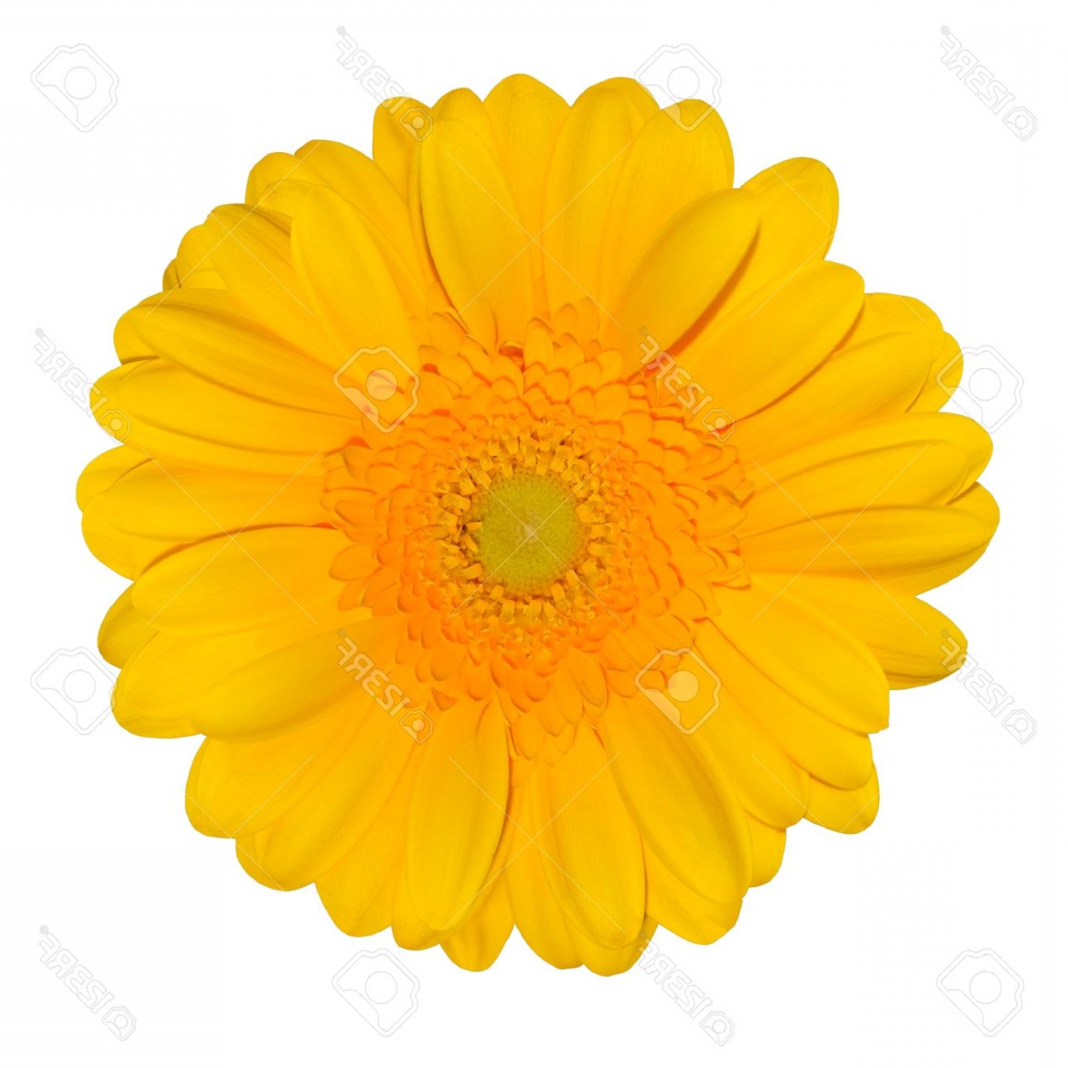 Unique Photoyellow Gerbera Daisy Flower Head Isolated On White 1560x1560 Unique Photoyellow Gerbera Daisy Flower Head Isolated On White
