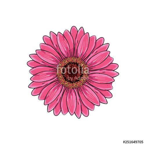 Brite Pink Magenta Color With Black And White Line Gerbera Flower 500x500 Brite Pink Magenta Color With Black And White Line Gerbera Flower