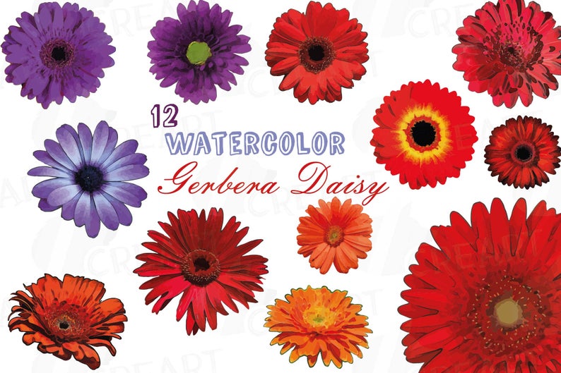 Watercolor Gerbera Daisy Clip Art Pack Colorful Gerbers Etsy 794x529 Watercolor Gerbera Daisy Clip Art Pack Colorful Gerbers Etsy